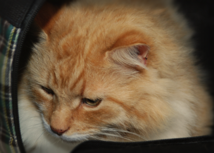 Одышка у кошек: причины и лечение